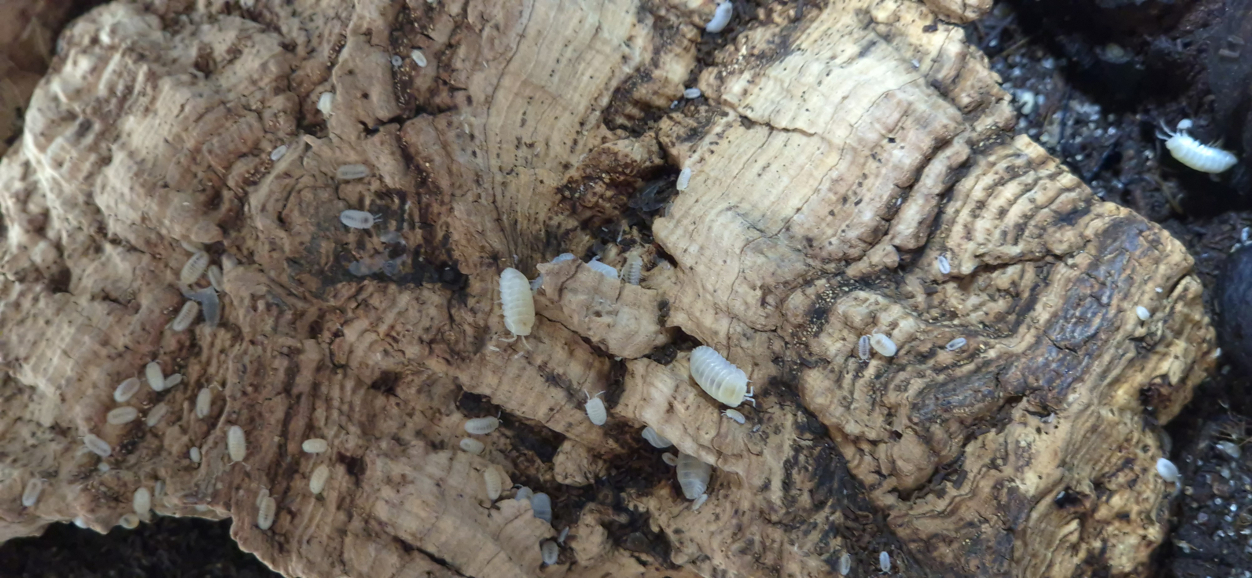 Cubaris Murina Glacier