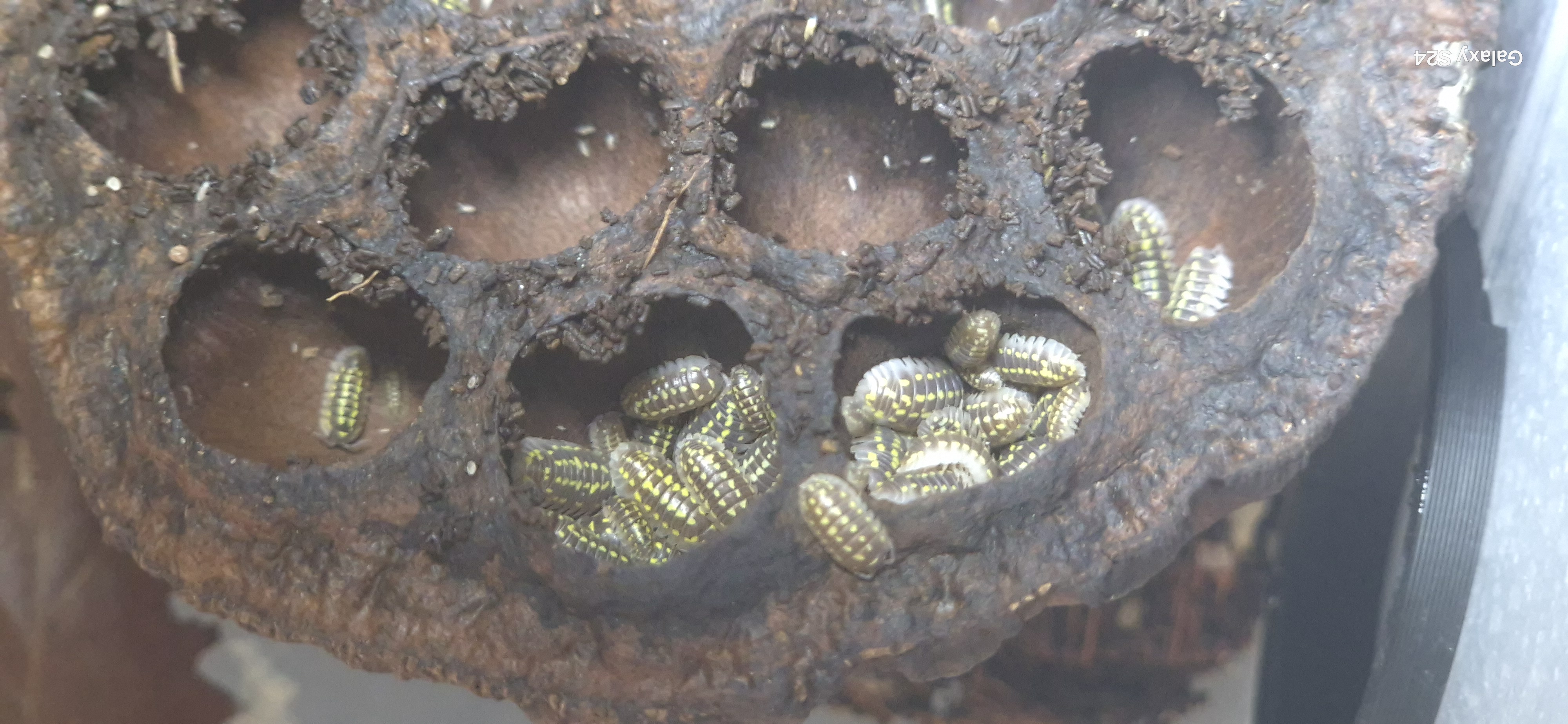 Armadillidium Gestroï