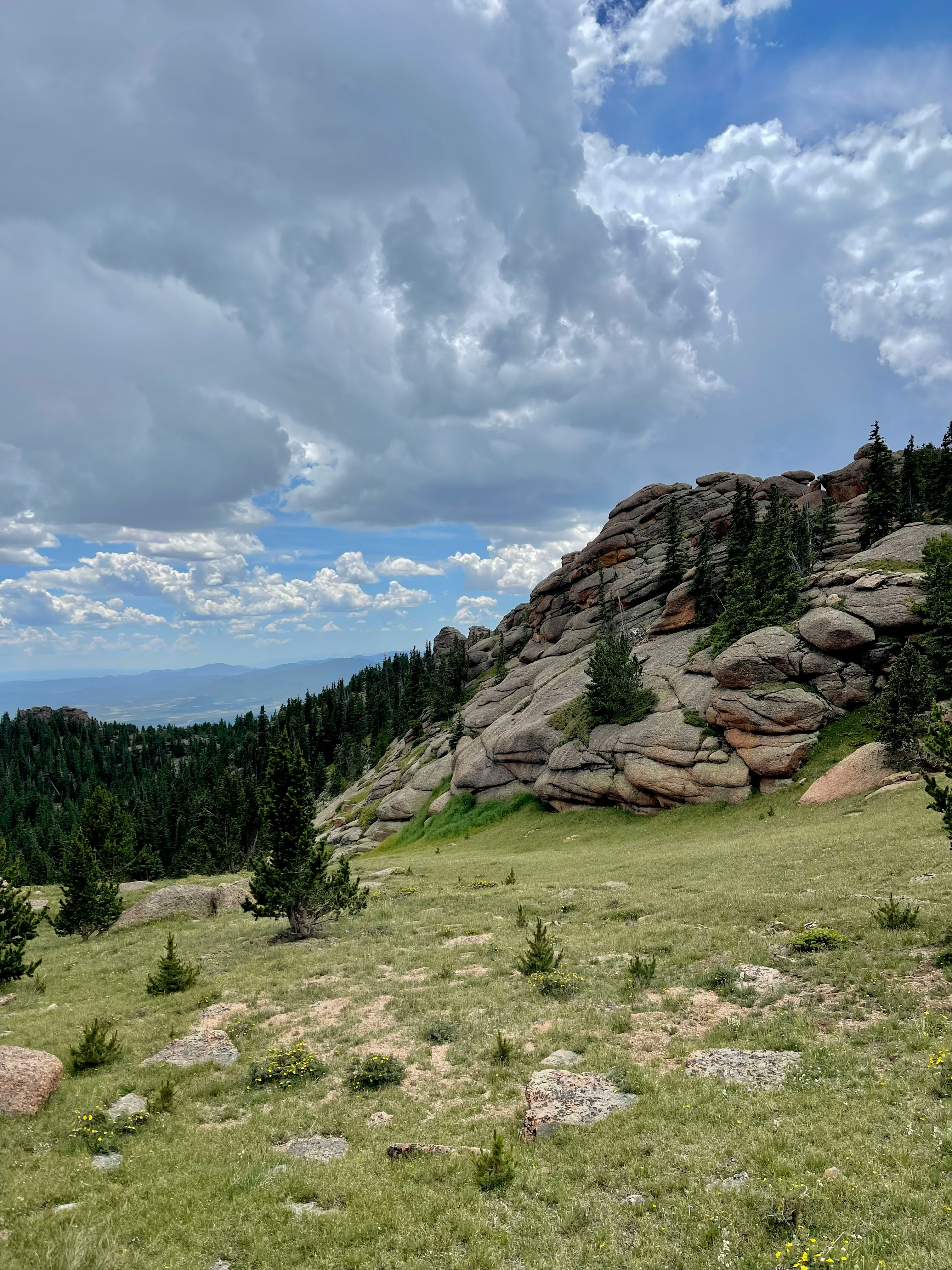 90-minute 1:1 Ecotherapy Session