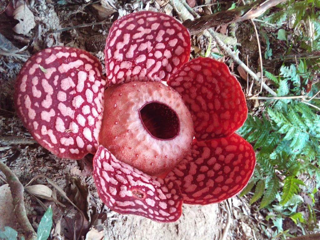 BELUM RAINFOREST RESORT  3D2N EXCURSION PACKAGE 