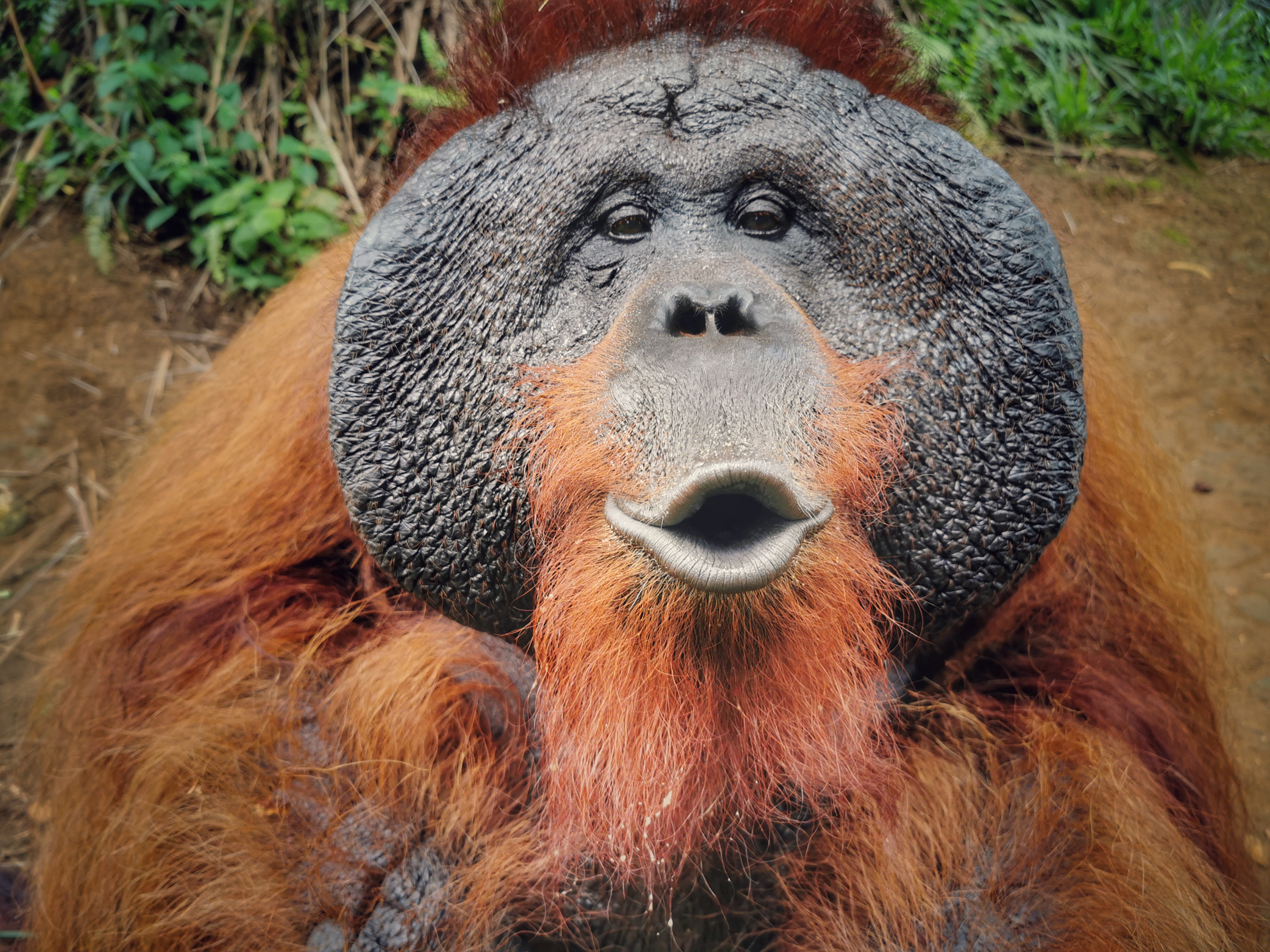 NATUER'S MARVEL: ORANGUTANS & FIREFLIES TOUR