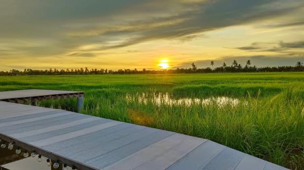 NATUER'S MARVEL: ORANGUTANS & FIREFLIES TOUR