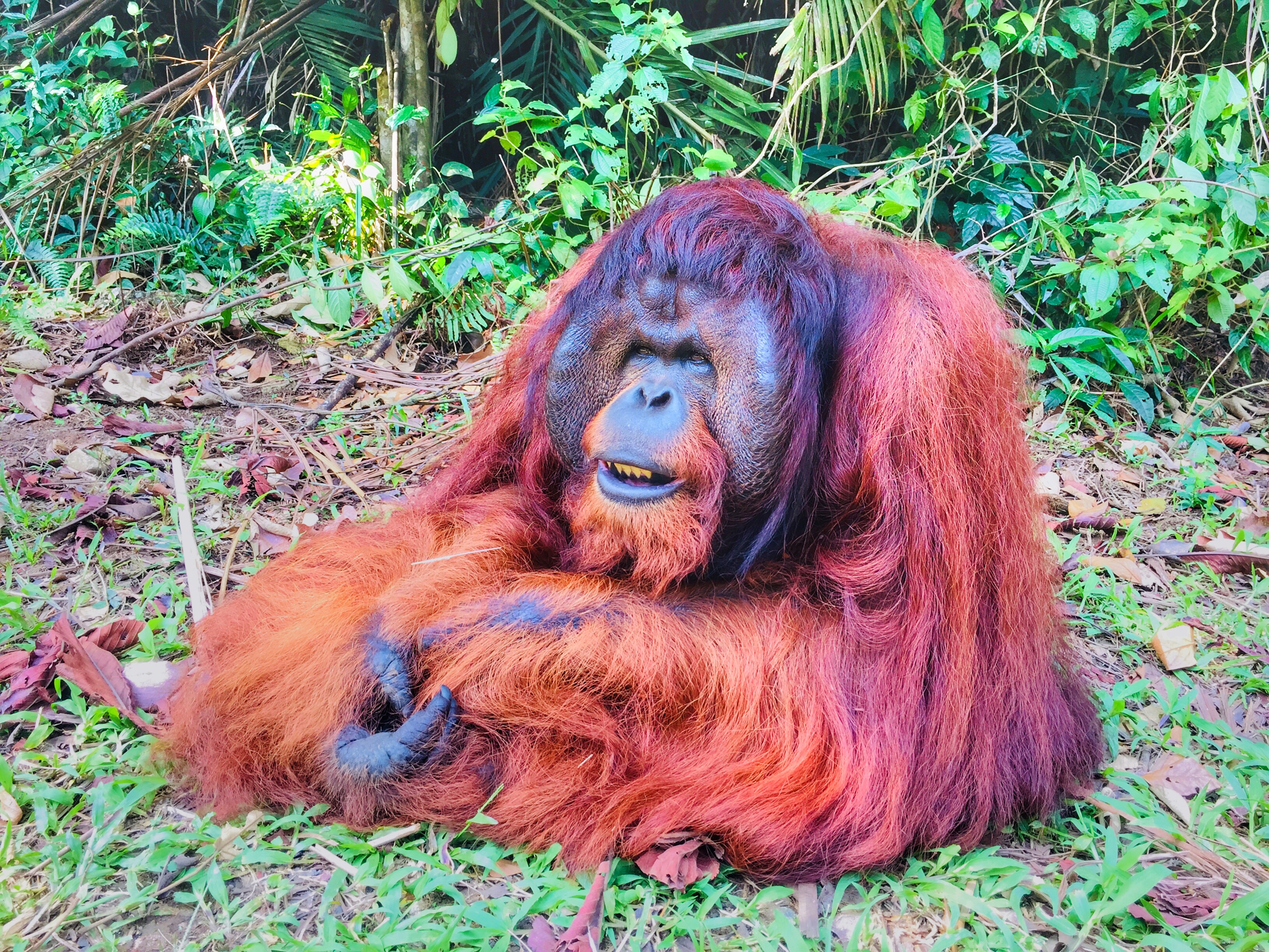 NATUER'S MARVEL: ORANGUTANS & FIREFLIES TOUR