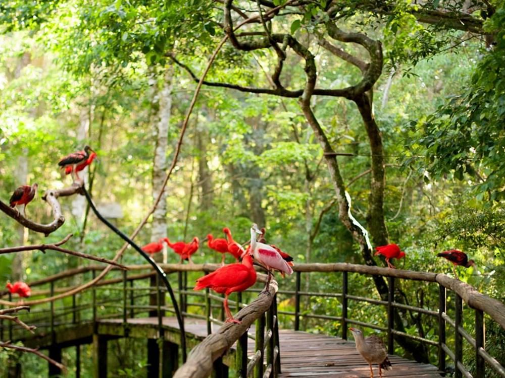 Buenos Aires & Puerto De Iguazú