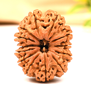 Rudraksha Bead