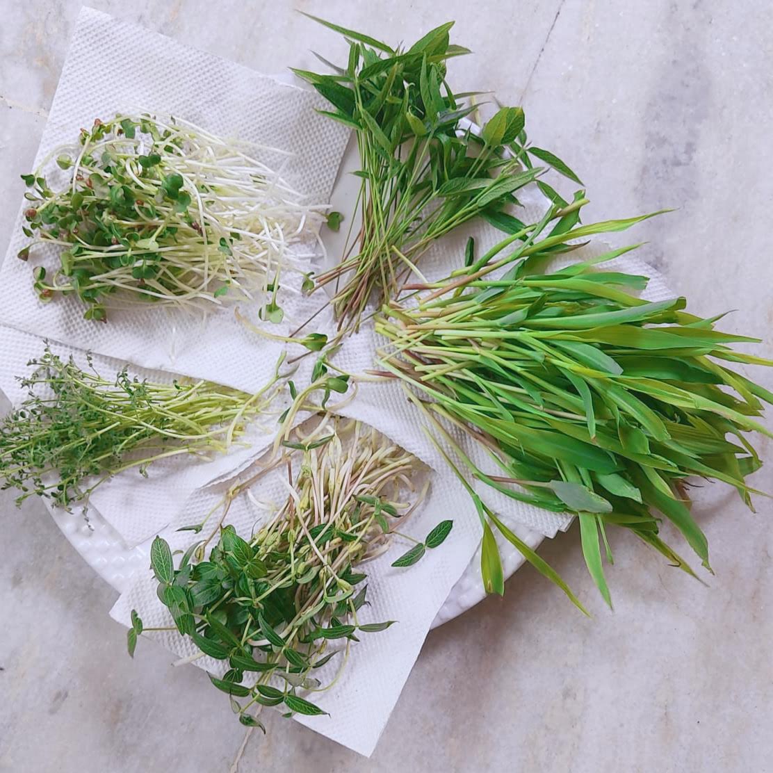 Organic Microgreens 30g* 22 Boxes (Monthly)