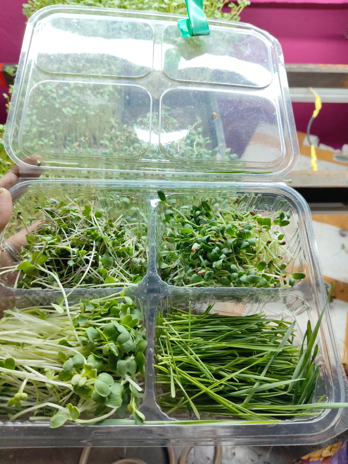 Mixed Microgreens Pack (1 Pc)