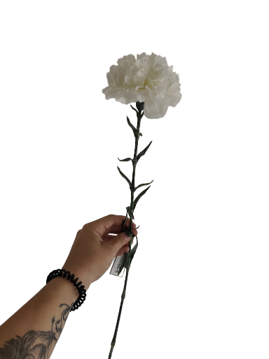 Dirbtinė balta gvazdikas