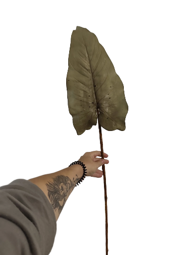 Džiovintas dekoratyvinis lapas