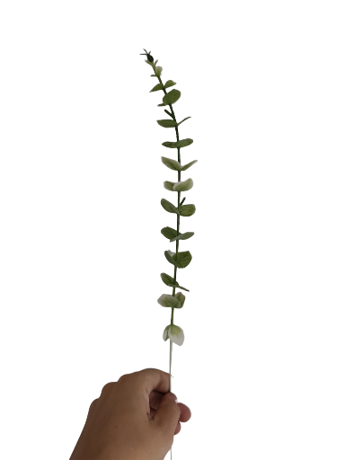 Dirbtinė eukalipto šaka