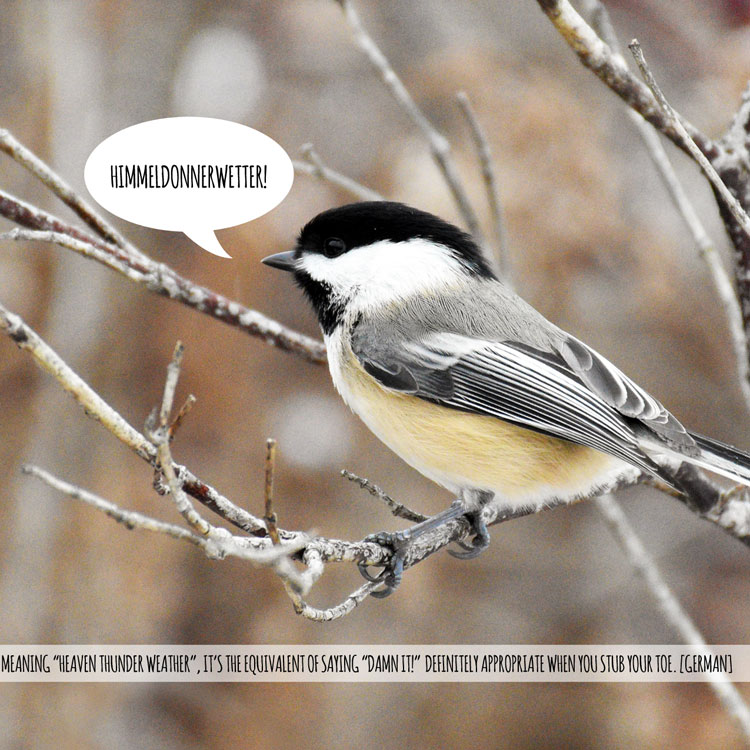 Swear Birds #5 World