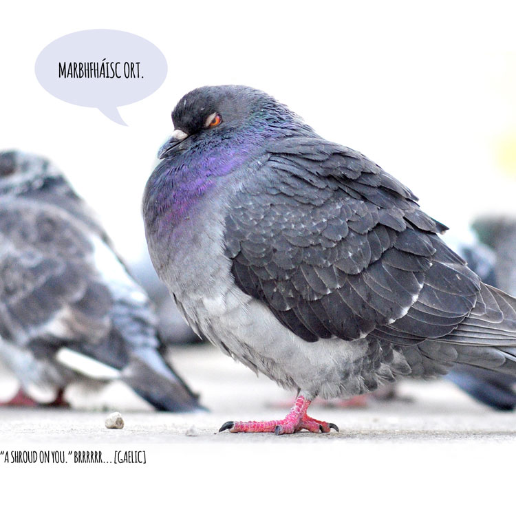 Swear Birds #5 World