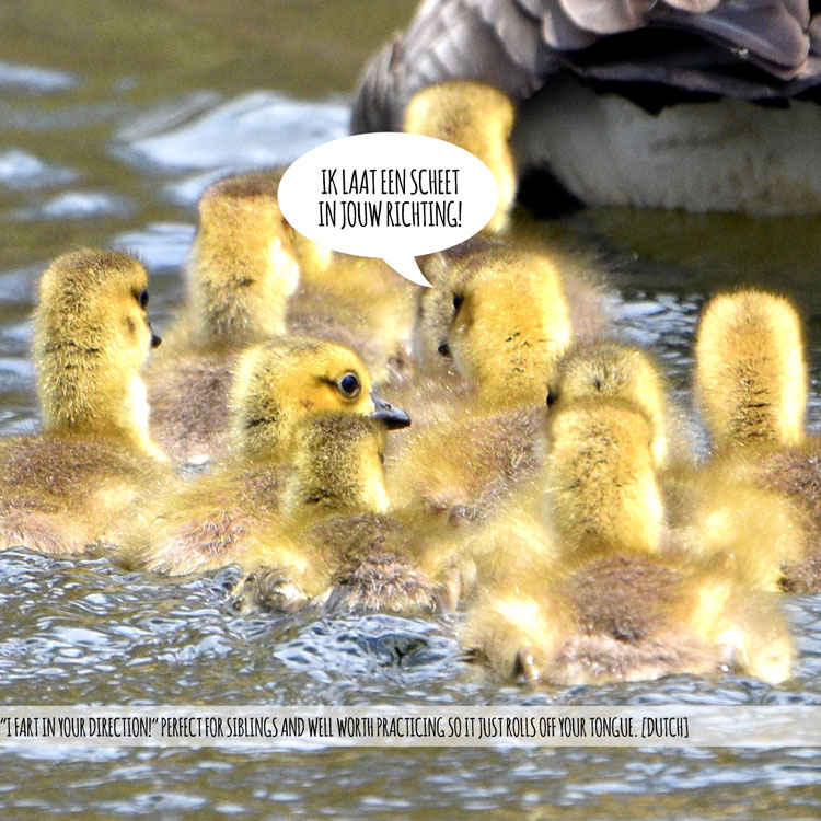 Swear Birds #5 World