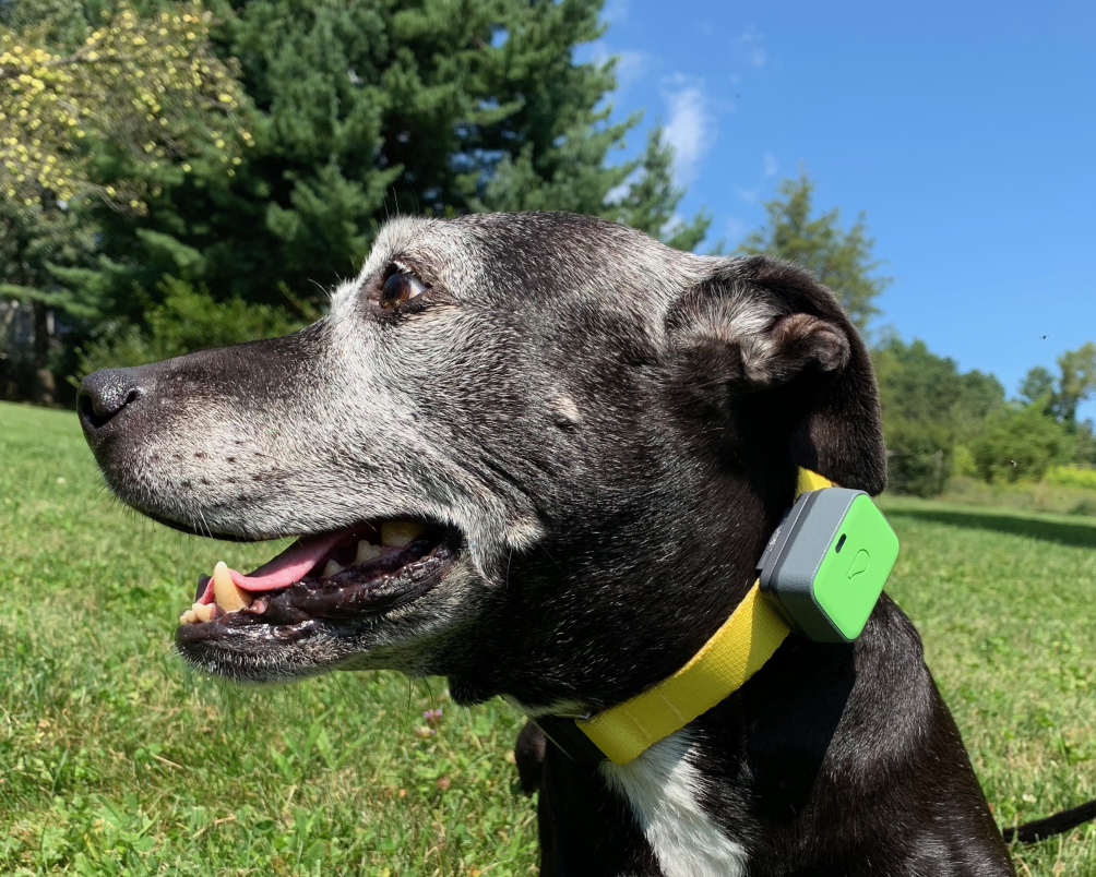 Whistle Go Explore GPS Pet Tracker