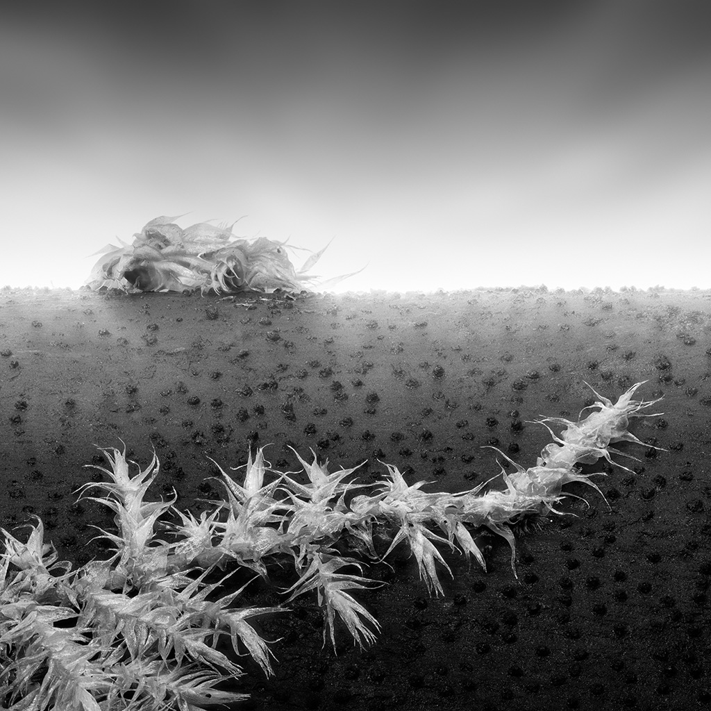 Nausicaä Memories 03 - Impression à la demande