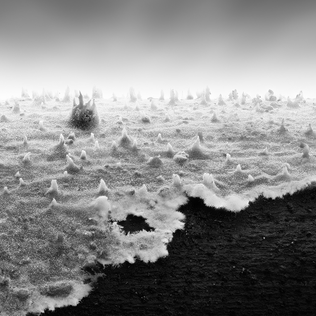 Nausicaä Memories 01 - Impression à la demande