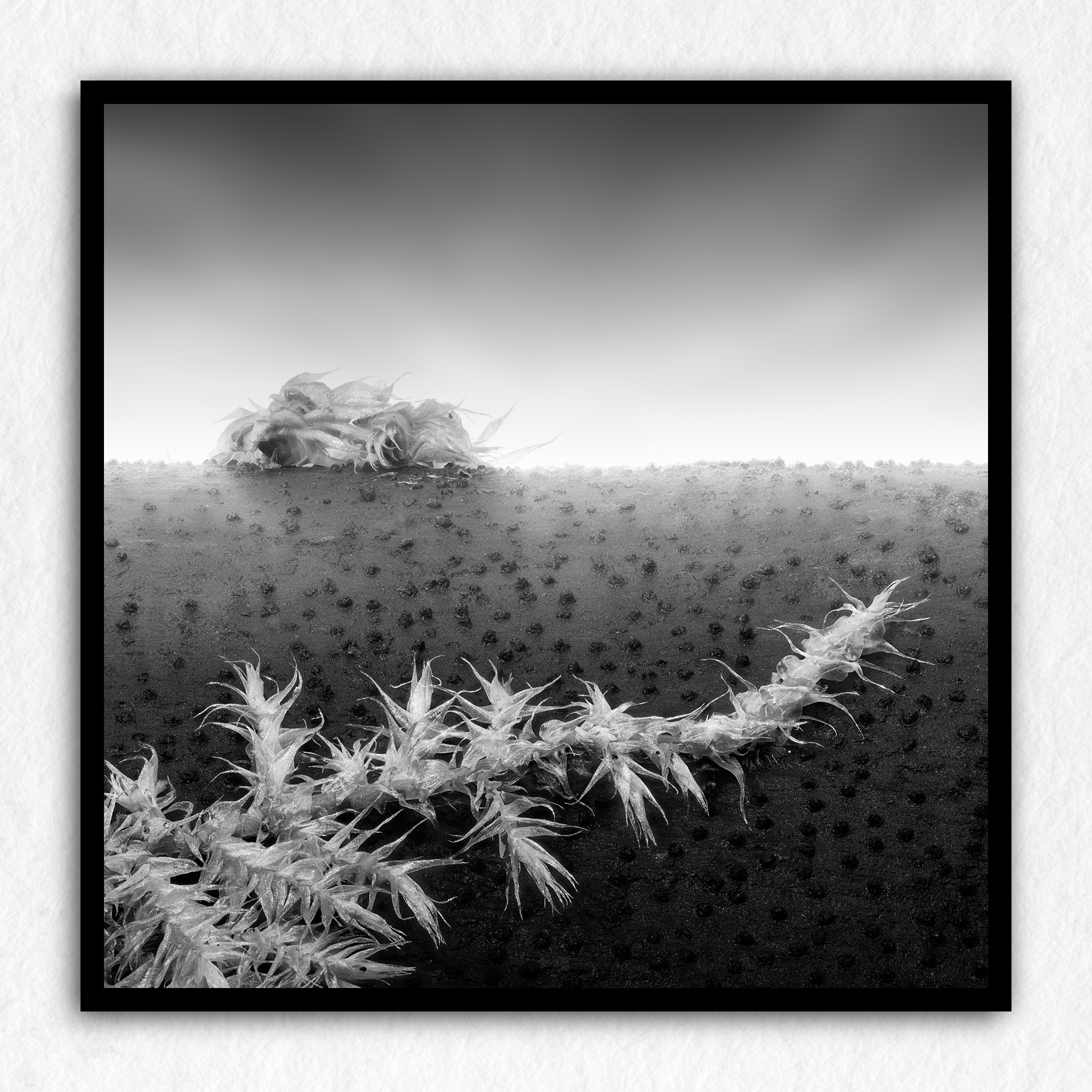 Nausicaä Memories 03 - Impression à la demande