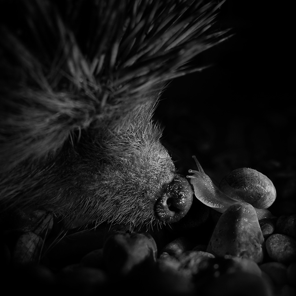 L'improbable baiser baveux - Impression à la demande