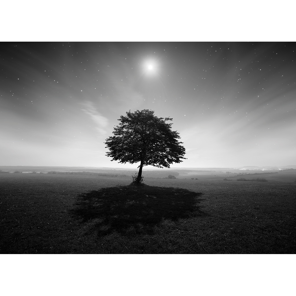 L'arbre - Carte postale édition limitée