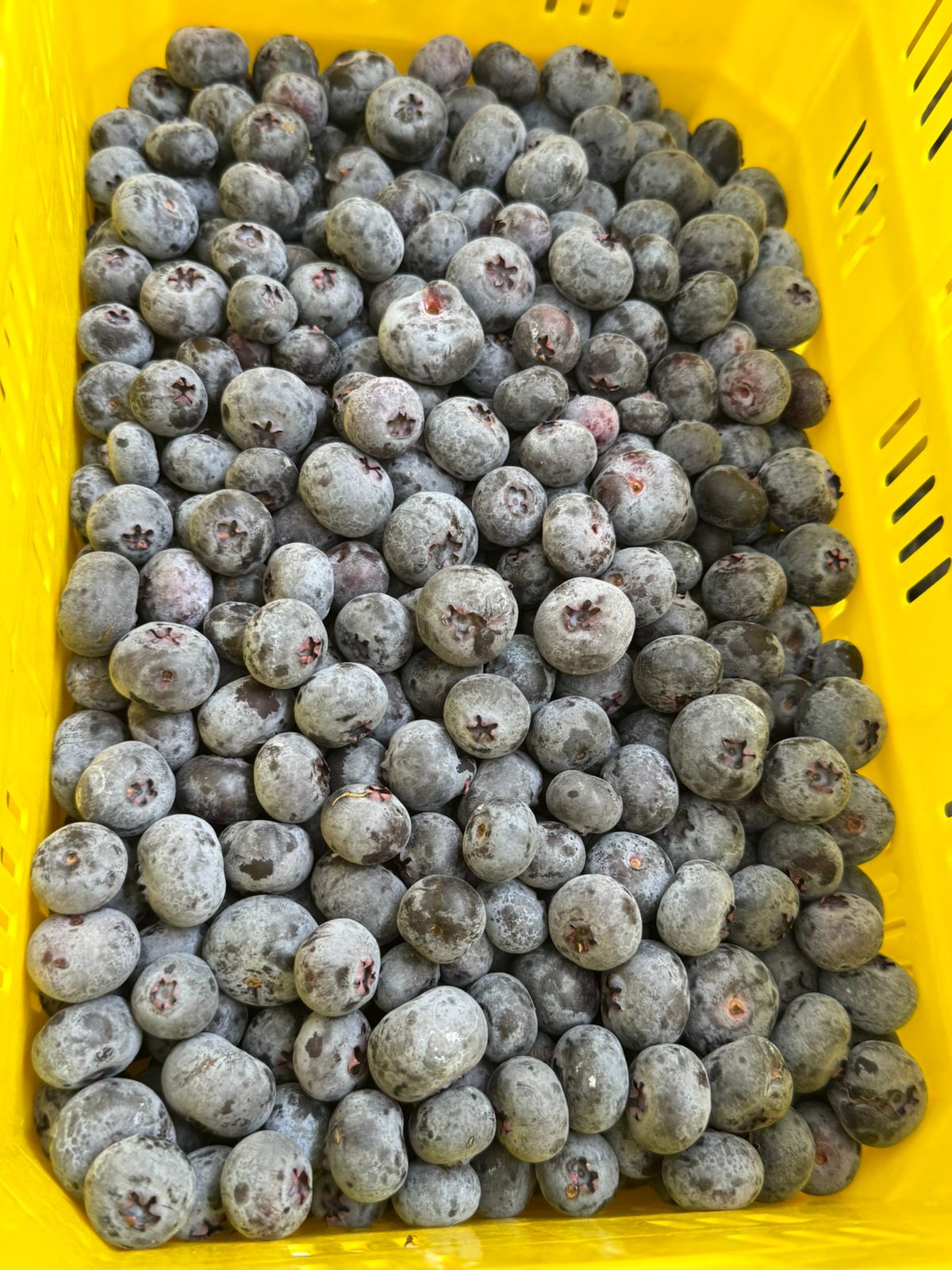 Best Quality Blueberries from Latin America 