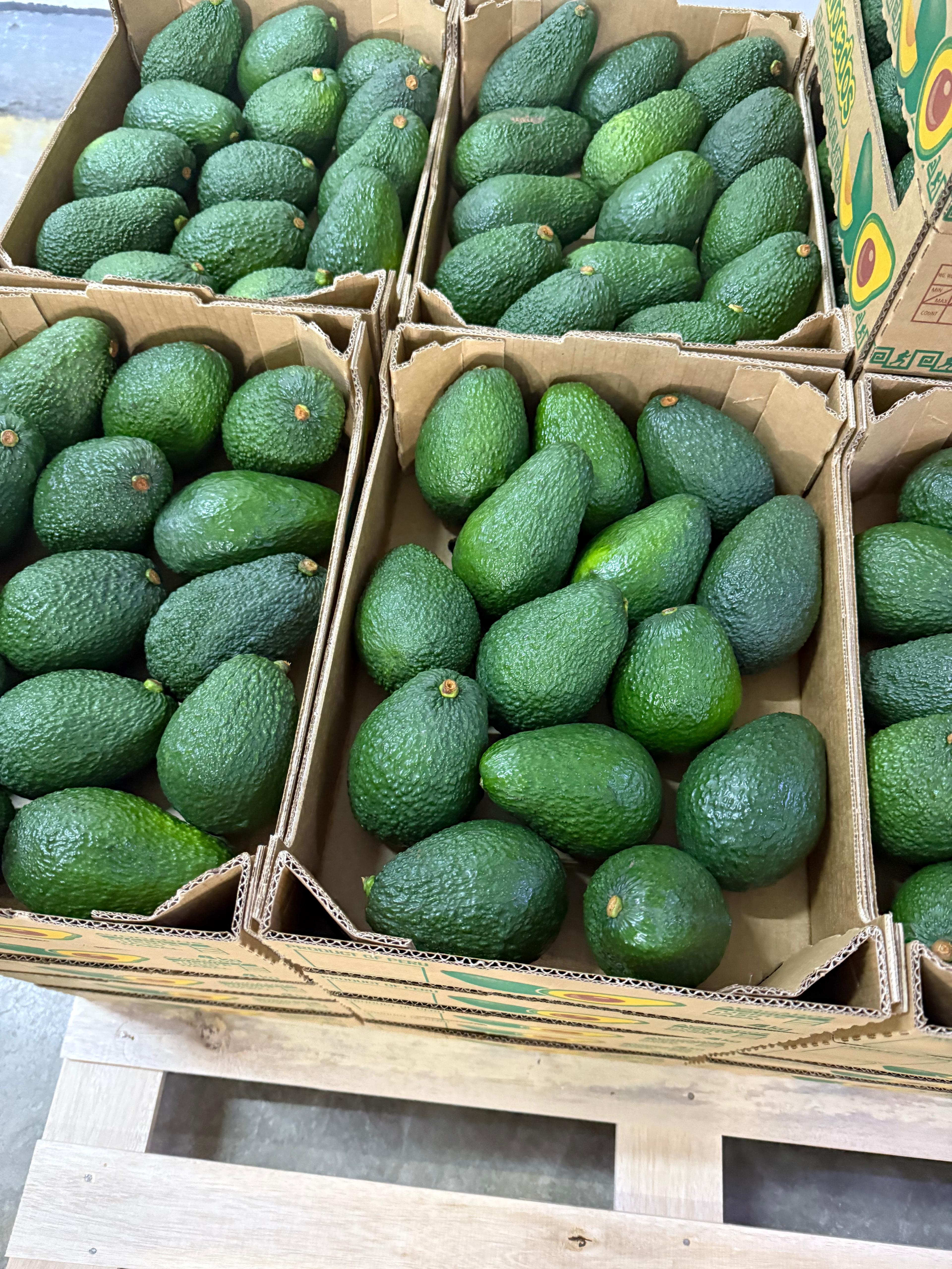 Export Quality Avocados from Latin America 