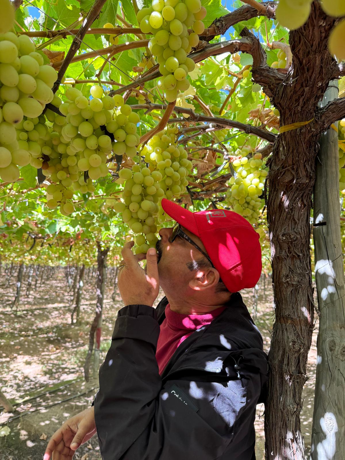 Grapes from our Chile Vineyards to Your Table