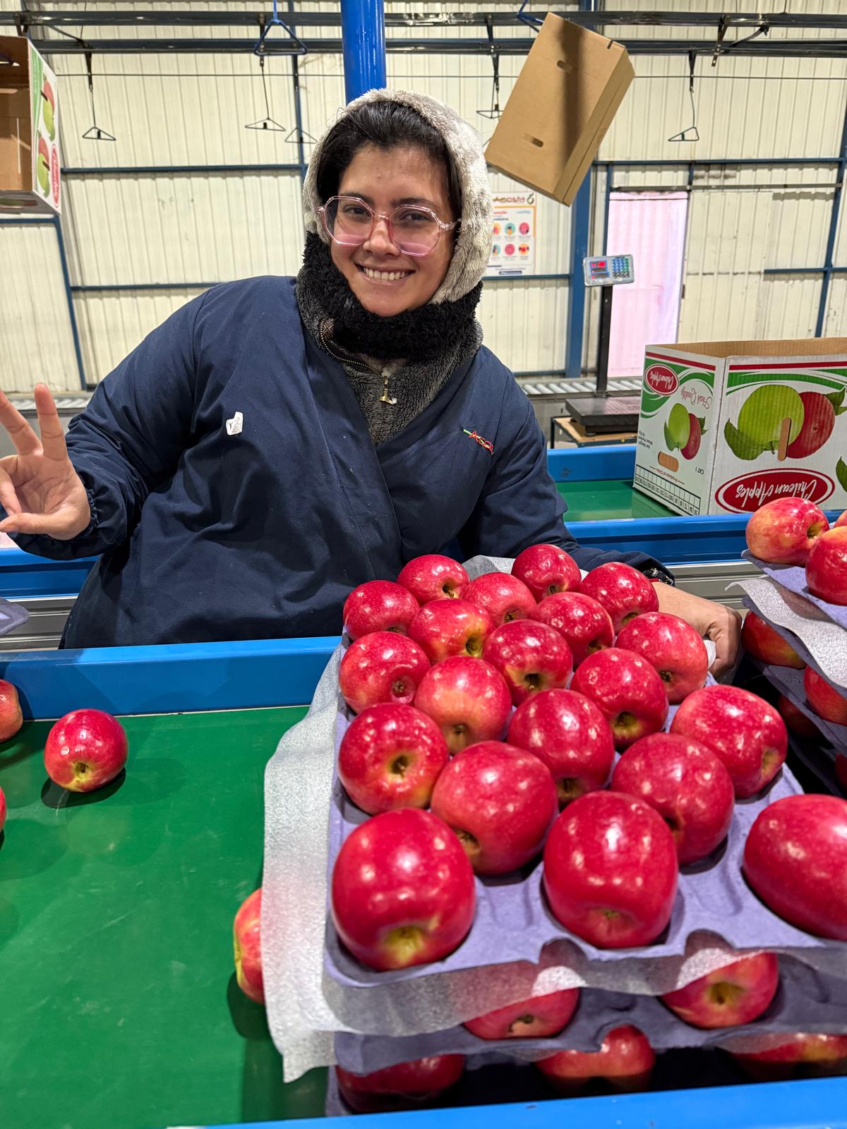 Premium Export Quality Fresh Apples from Chile