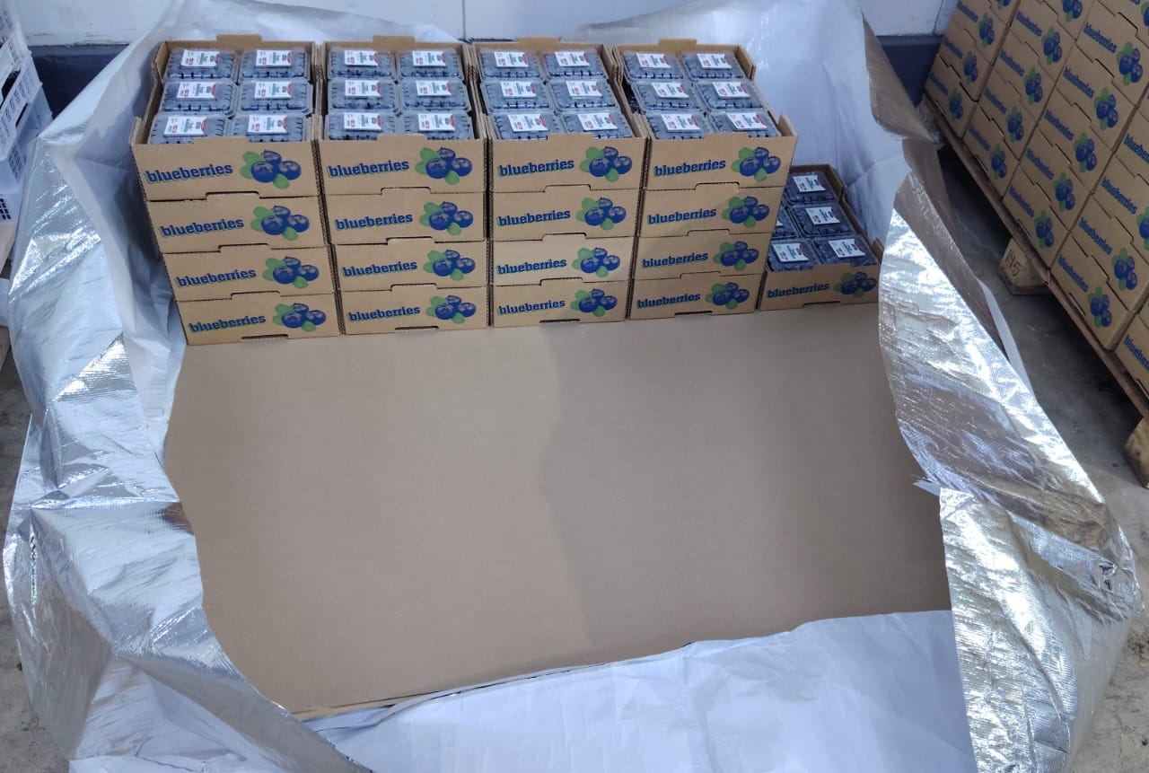 Best Quality Blueberries from Latin America 
