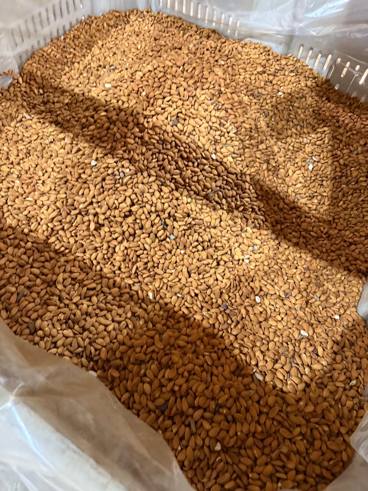 South America Nuts: Walnuts, Almonds & Beyond