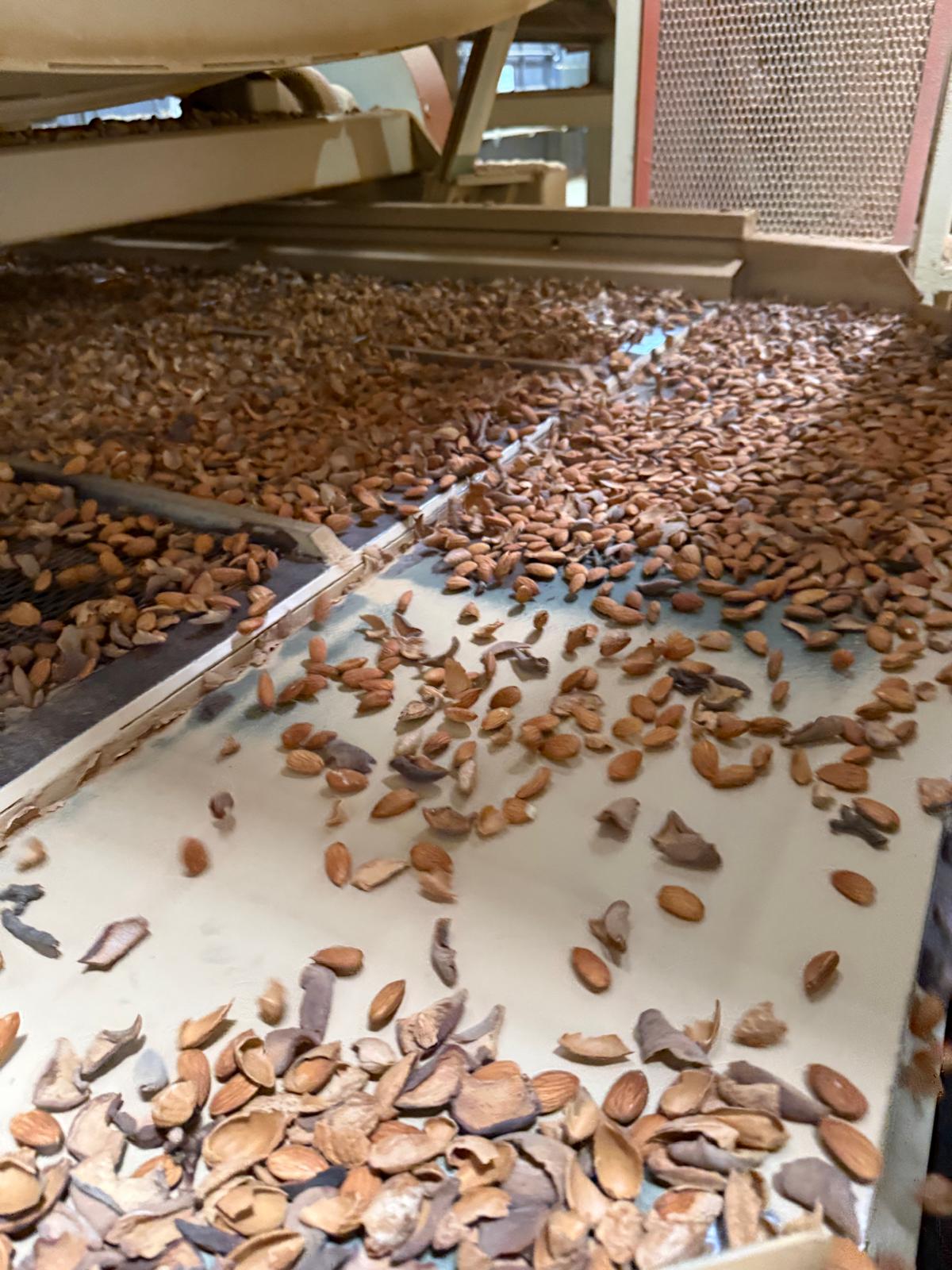 South America Nuts: Walnuts, Almonds & Beyond