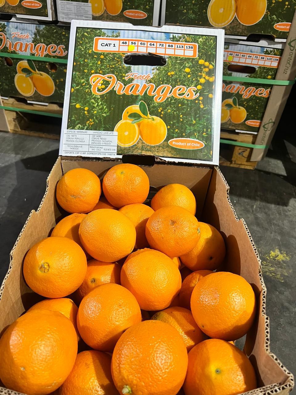 Fresh Oranges from Chile