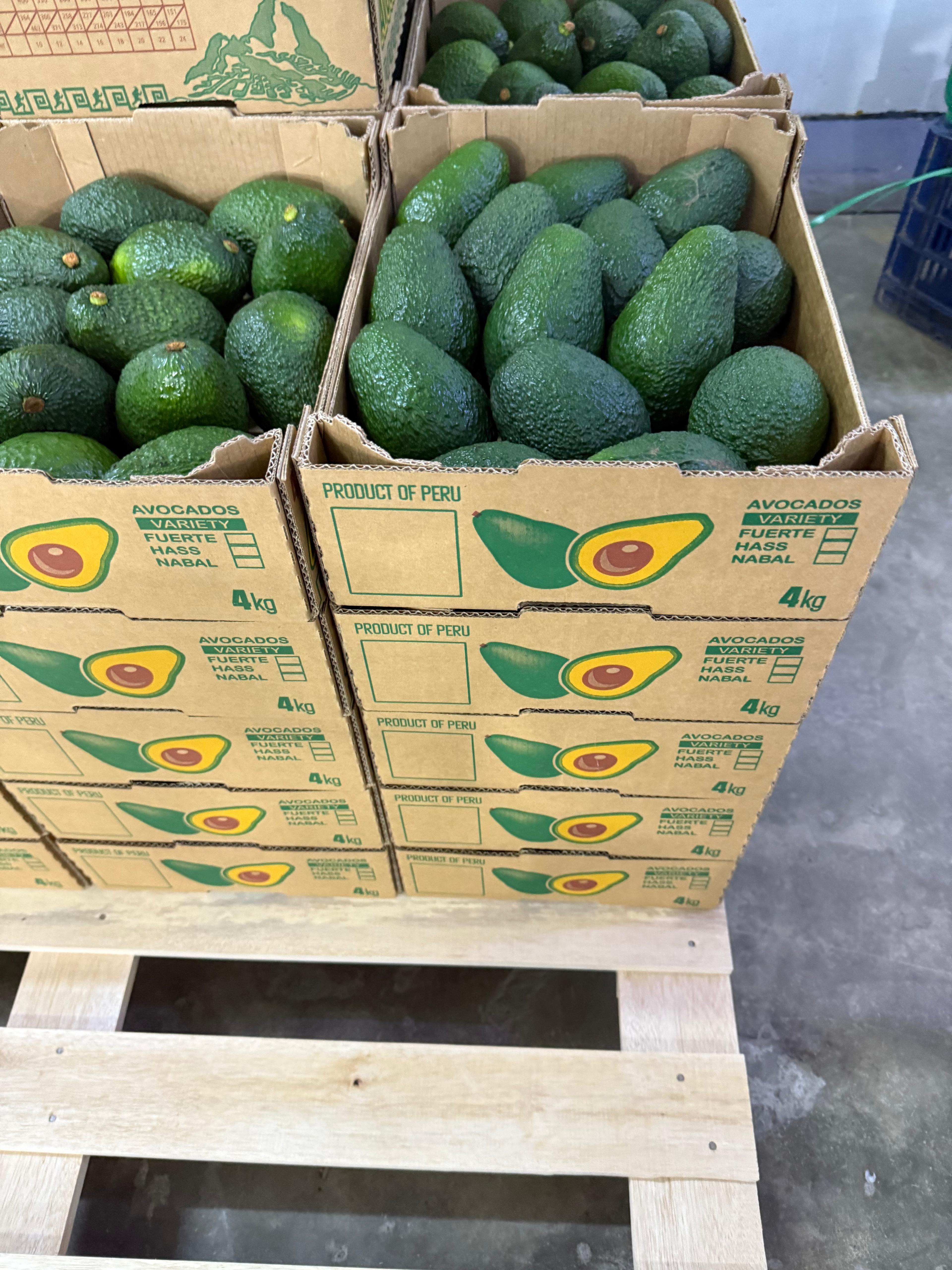 Export Quality Avocados from Latin America 