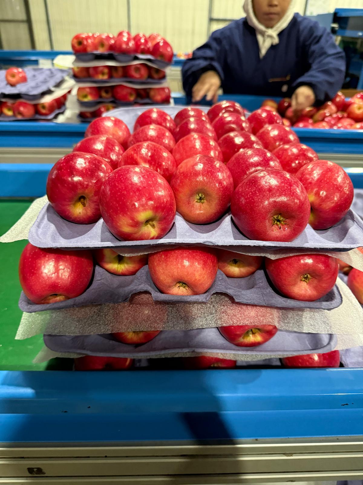Premium Export Quality Fresh Apples from Chile