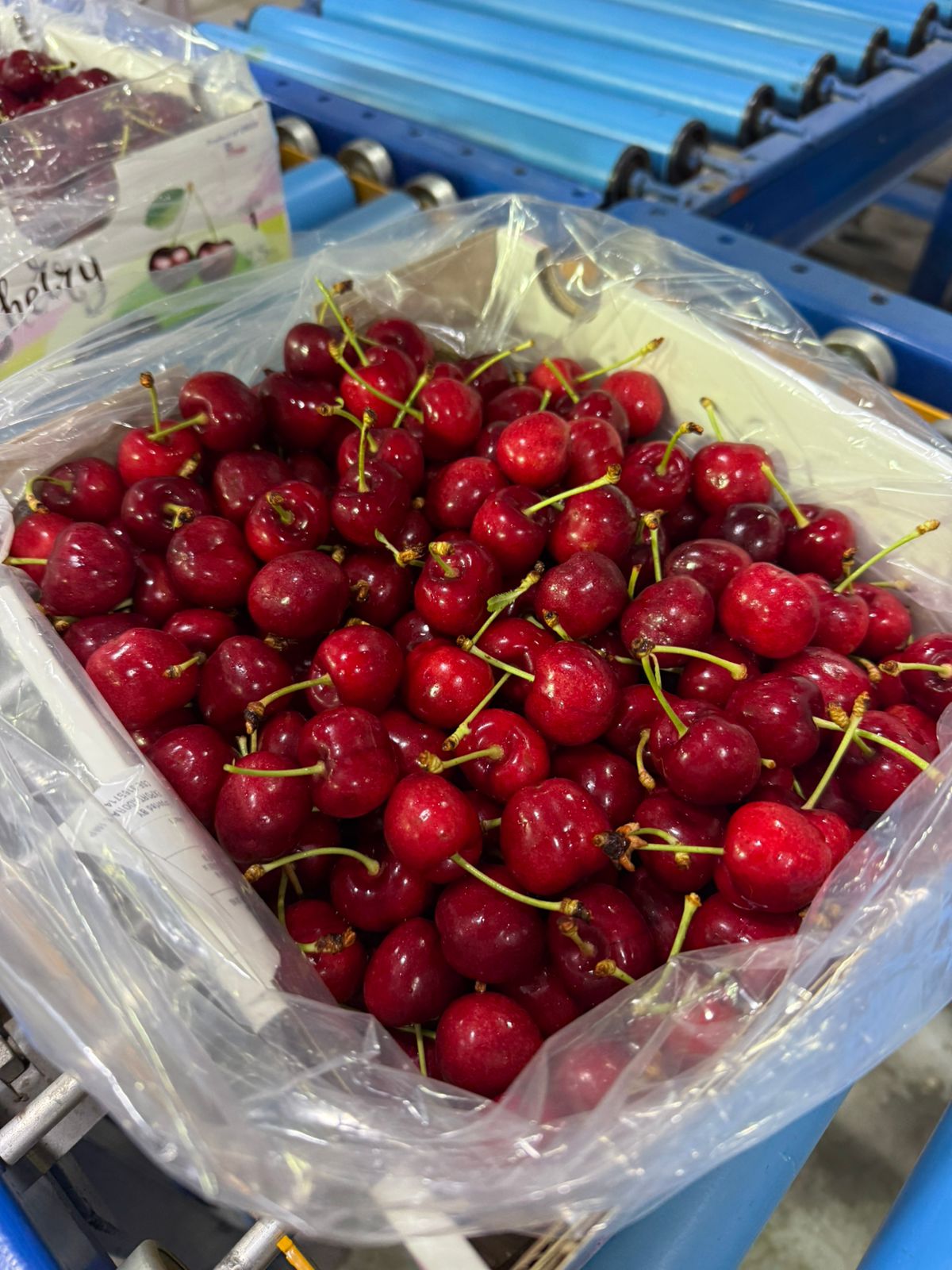 Sweet & Fresh Cherry from Chile