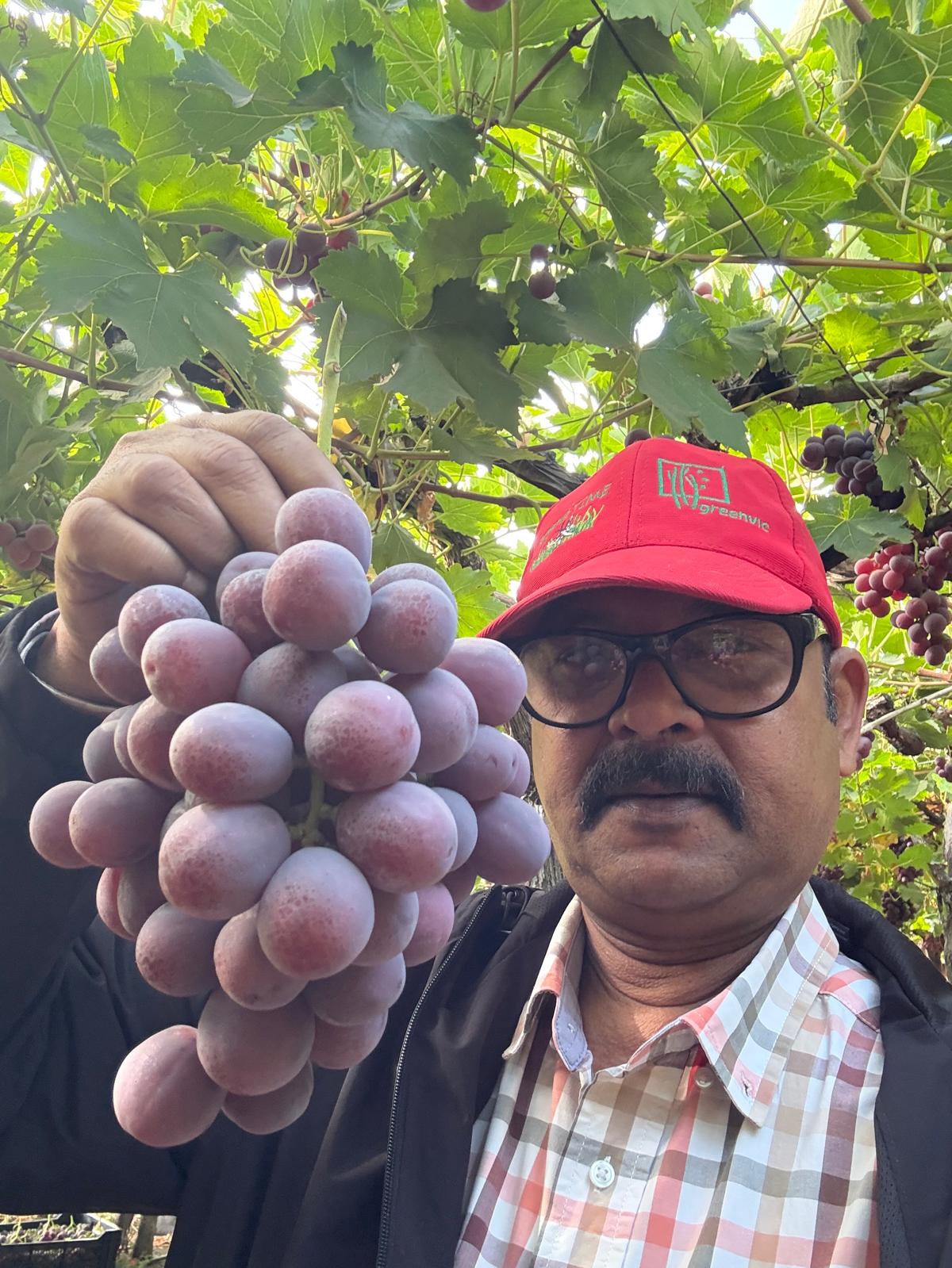 Grapes from our Chile Vineyards to Your Table