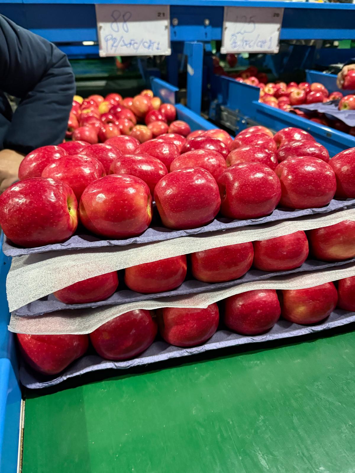 Premium Export Quality Fresh Apples from Chile
