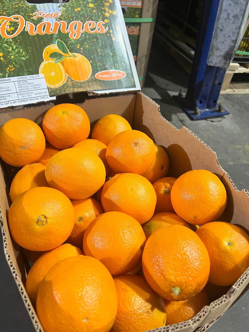 Fresh Oranges from Chile