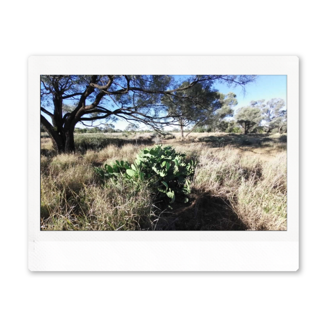 Downloadable & Physical Print - Vintage Instant Camera Nature Photograph "Determined to stay Cactus"
