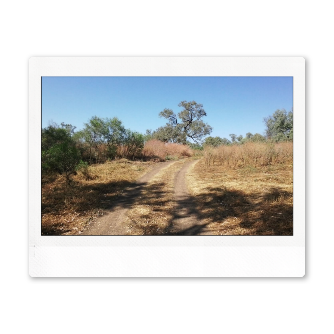 Downloadable & Physical Print - Vintage Instant Camera Nature Photograph "Outback walk with tree shadow"