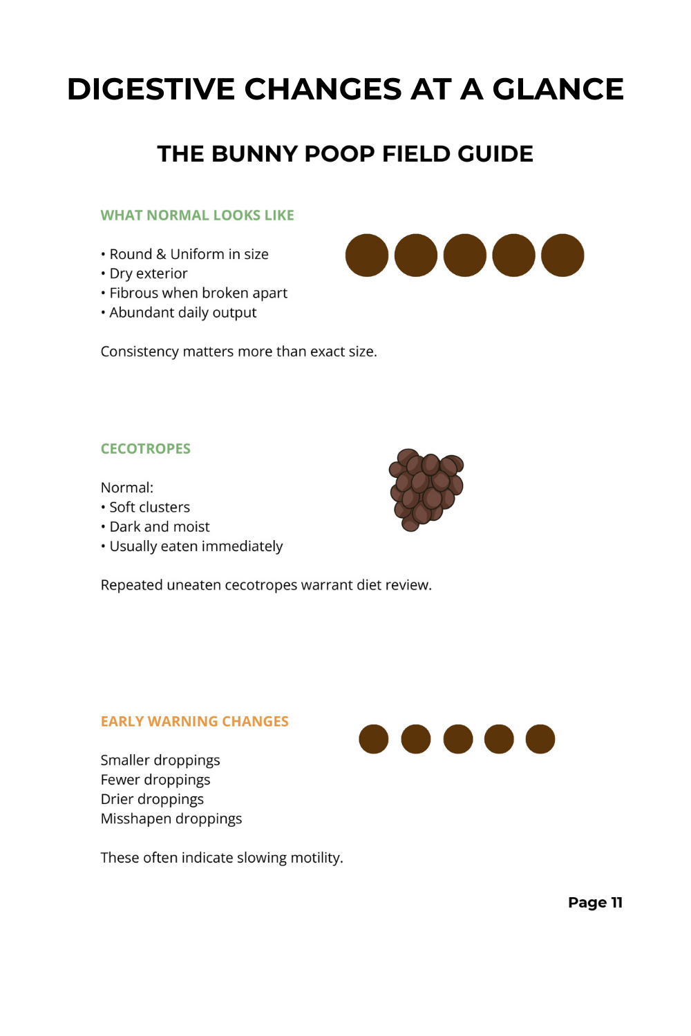 When Your Rabbit Is Sick