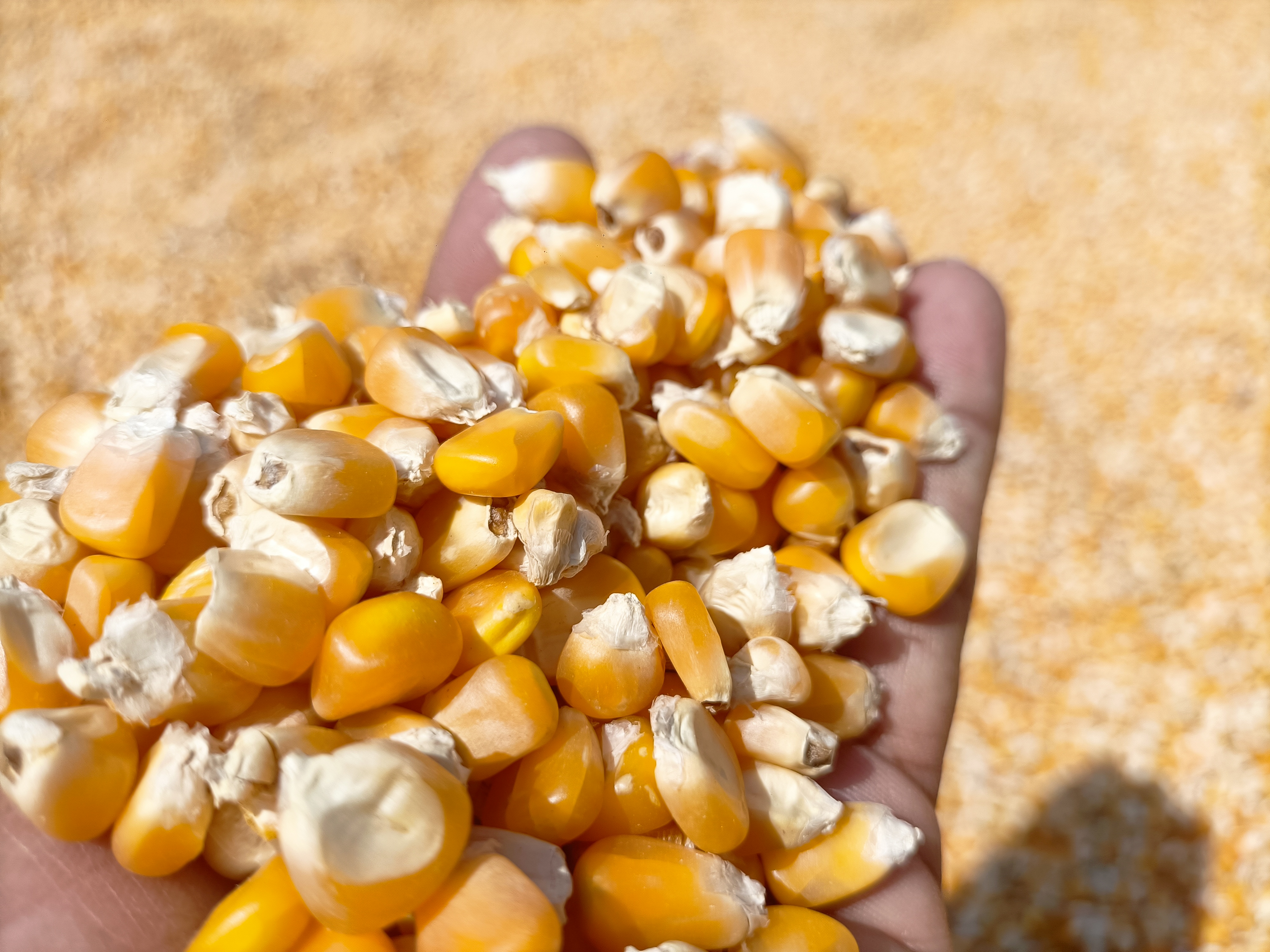 Yellow Corn Kernels