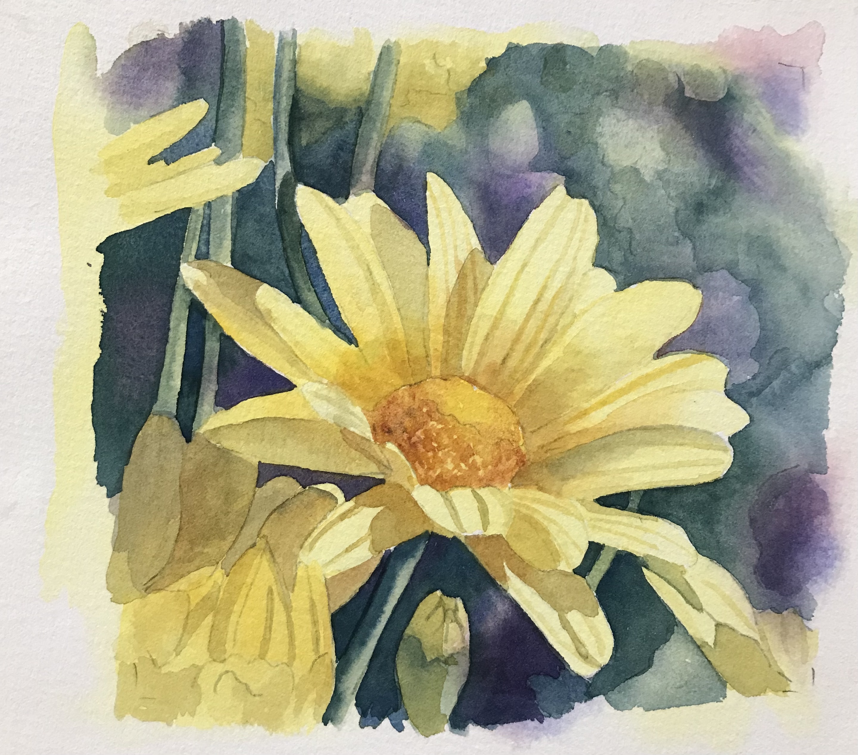 Yellow Daisy