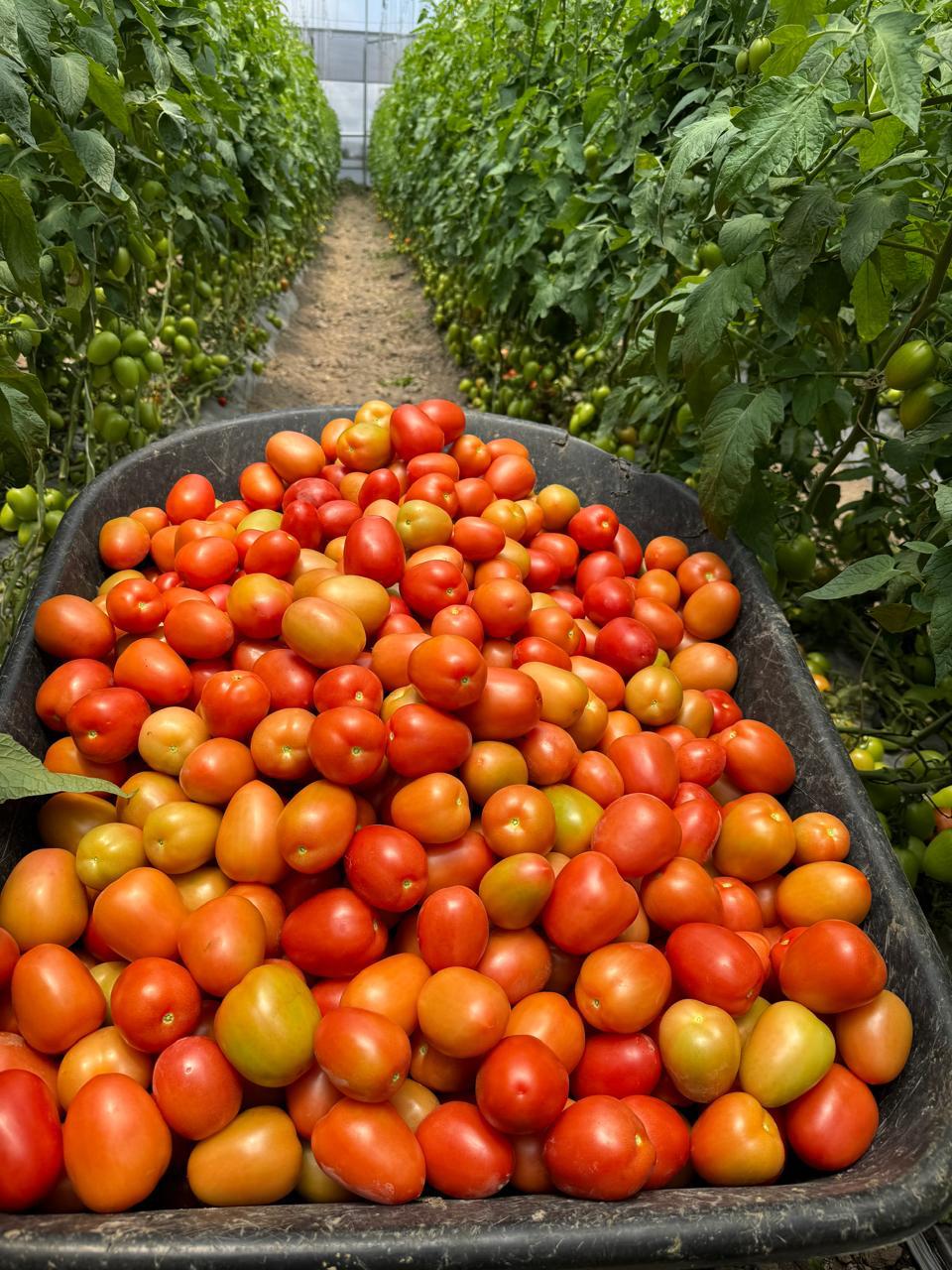 Jitomate Saladet Fresco