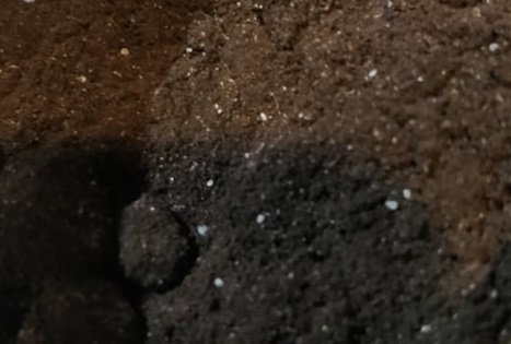 Endomycorrhizal Inoculant (8000 spore per gram)