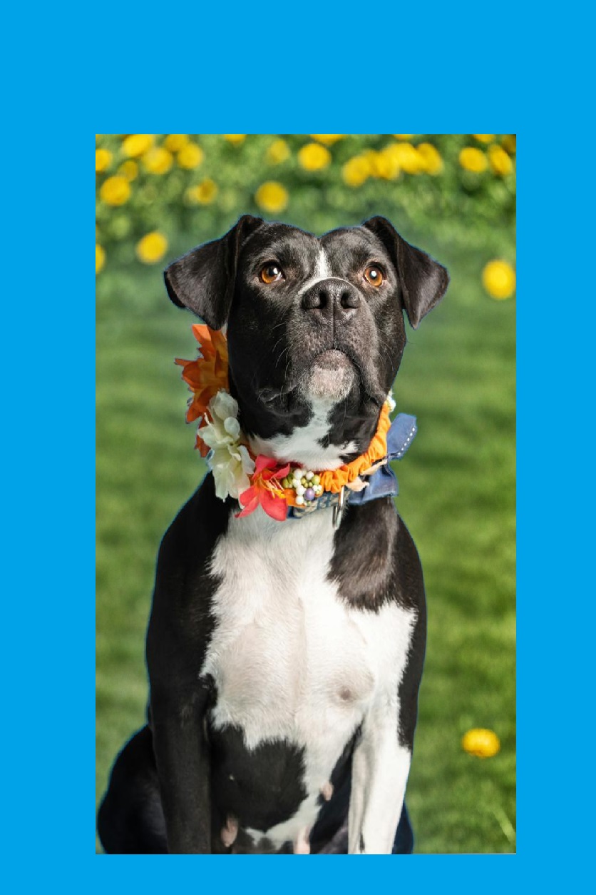 Healthy Dog * Ultrak9 Pro™