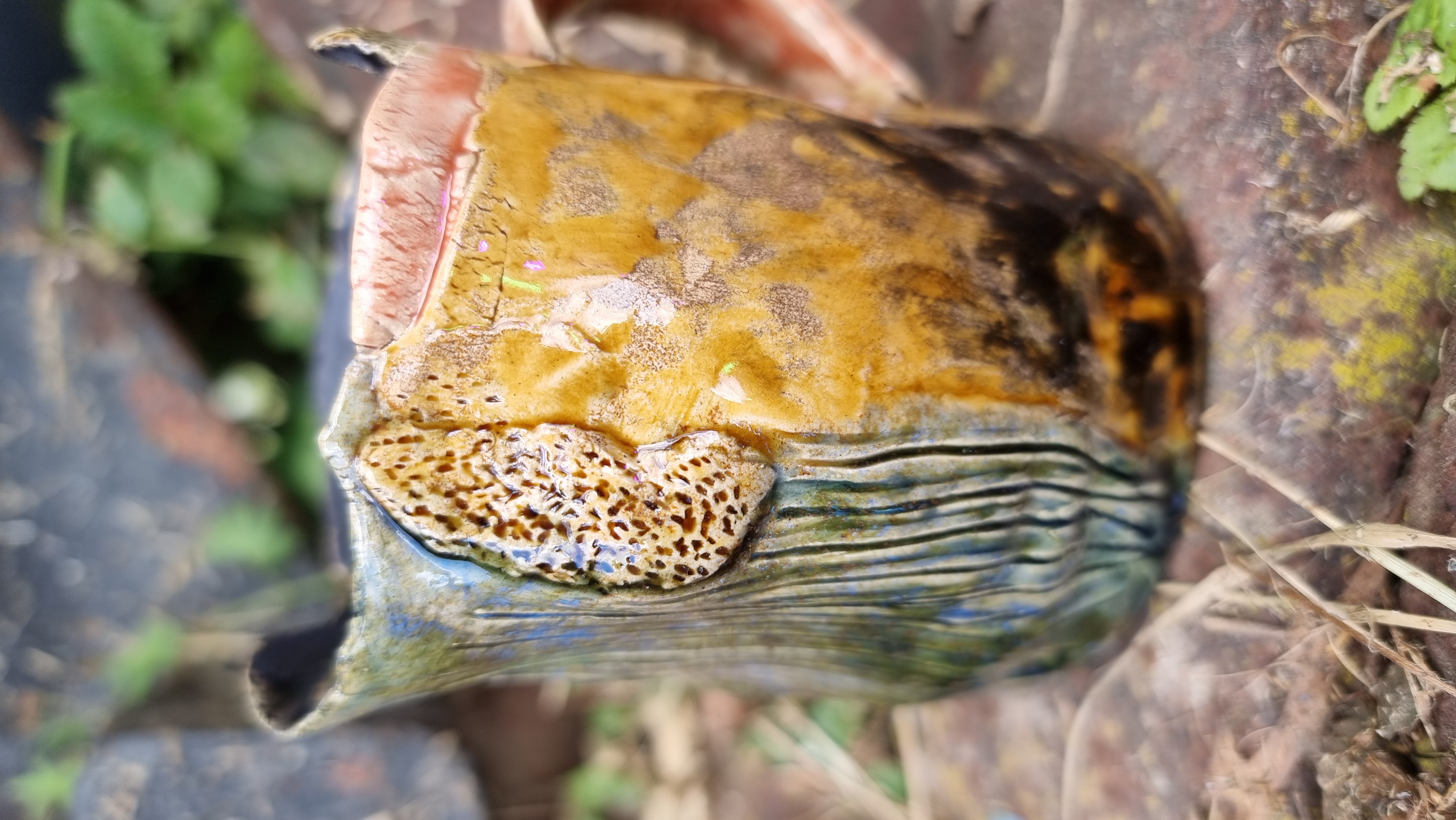 Märchentasse *Fairy Cup