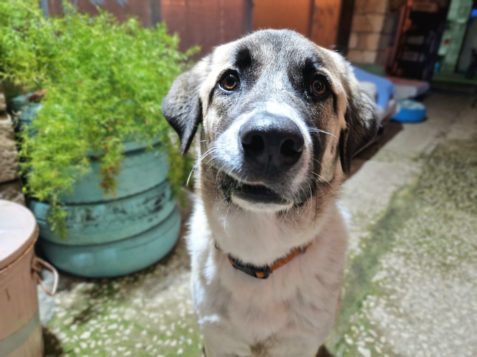 Dona 10 Euro per un Amico a Quattro Zampe