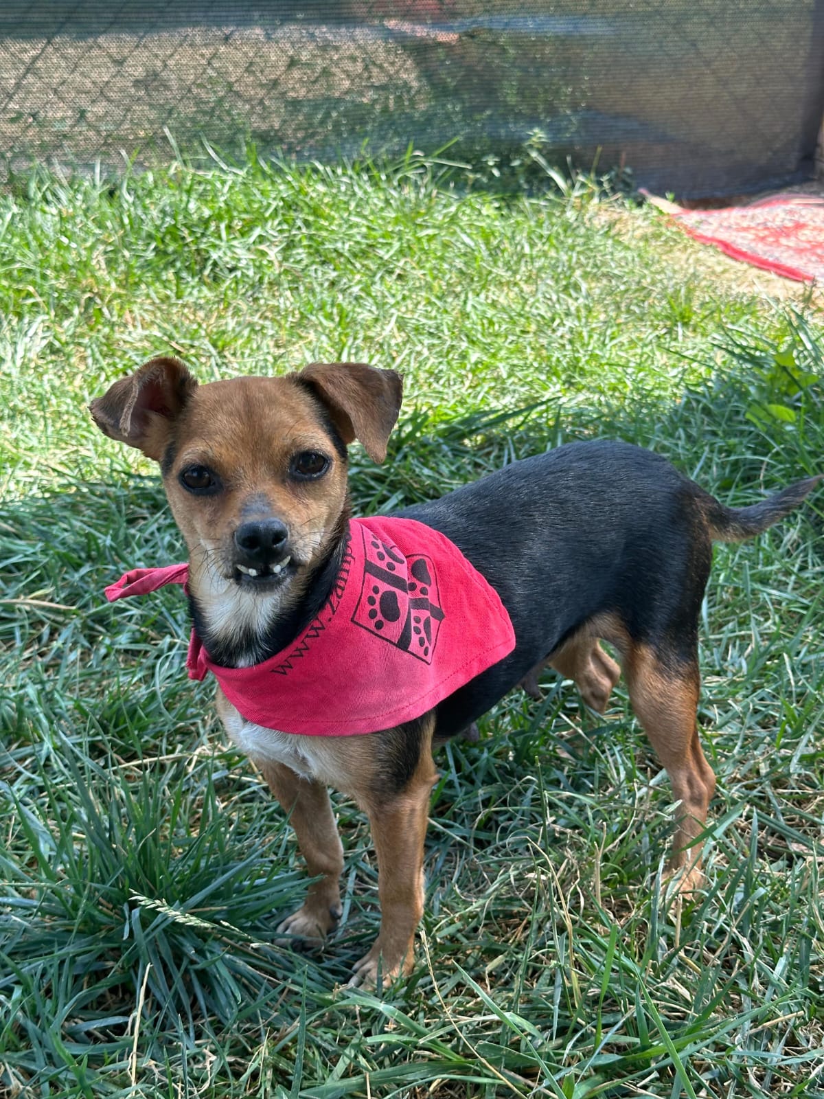 Dona 15 EURO per un Amico a Quattro Zampe