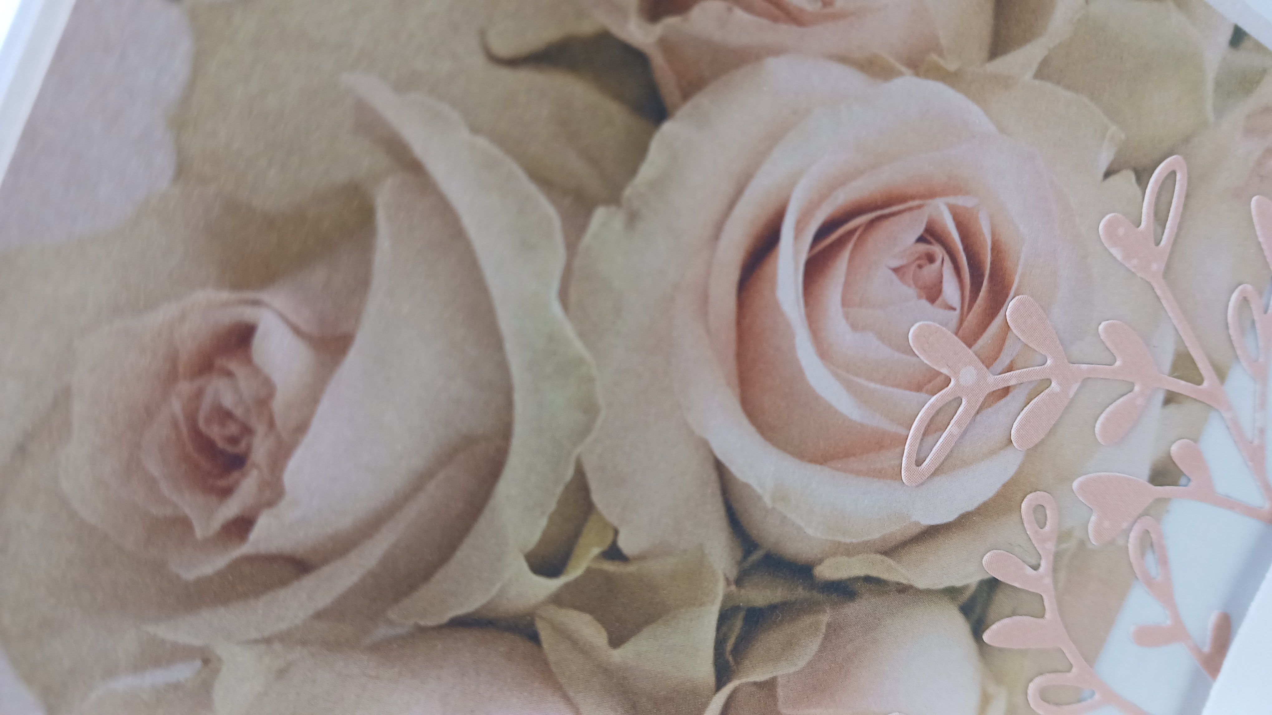 Carte : Roses éternelles