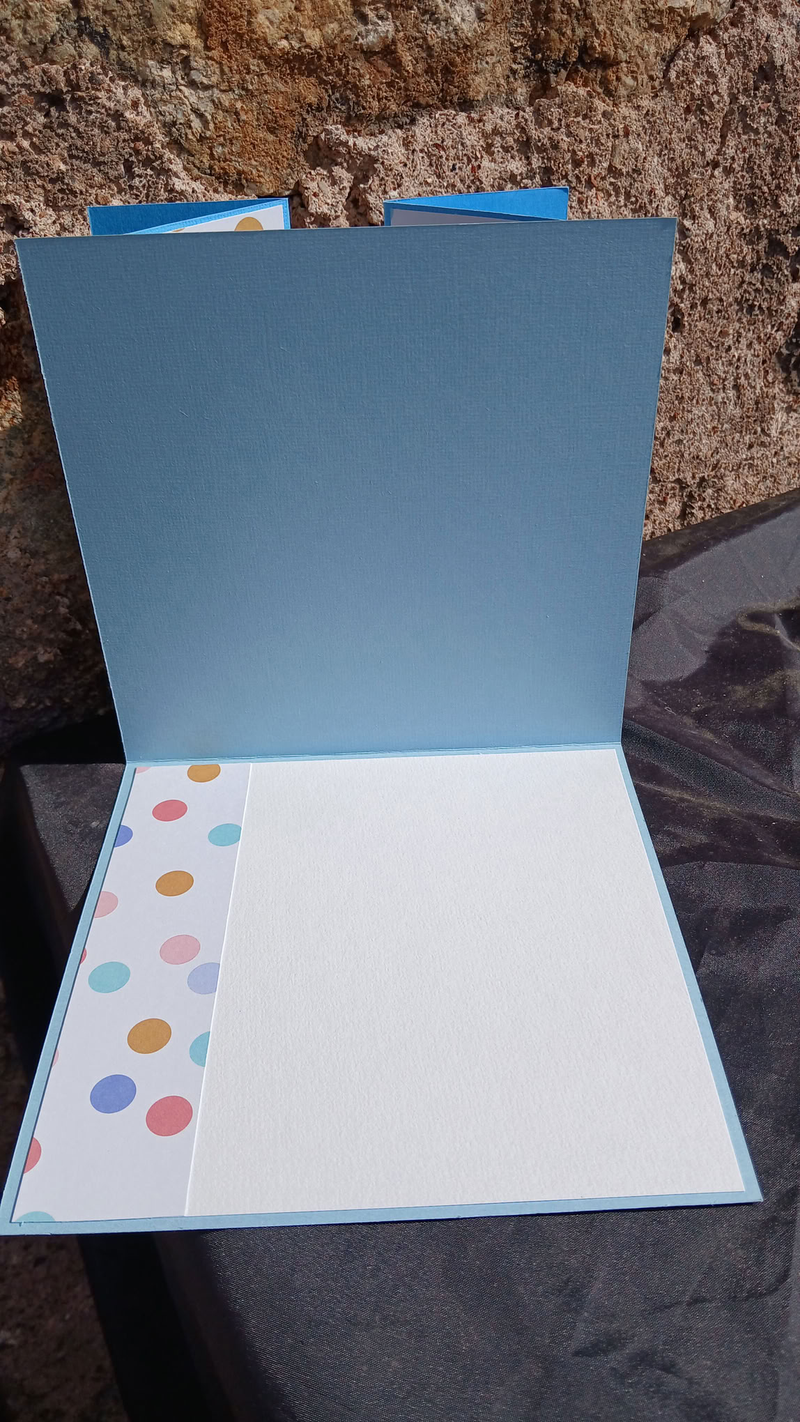 Carte : Jolie petite Otarie